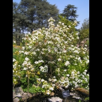 Choisya Ternata (fam. Rutacees) (Amerique du Nord, Mexique) (1)